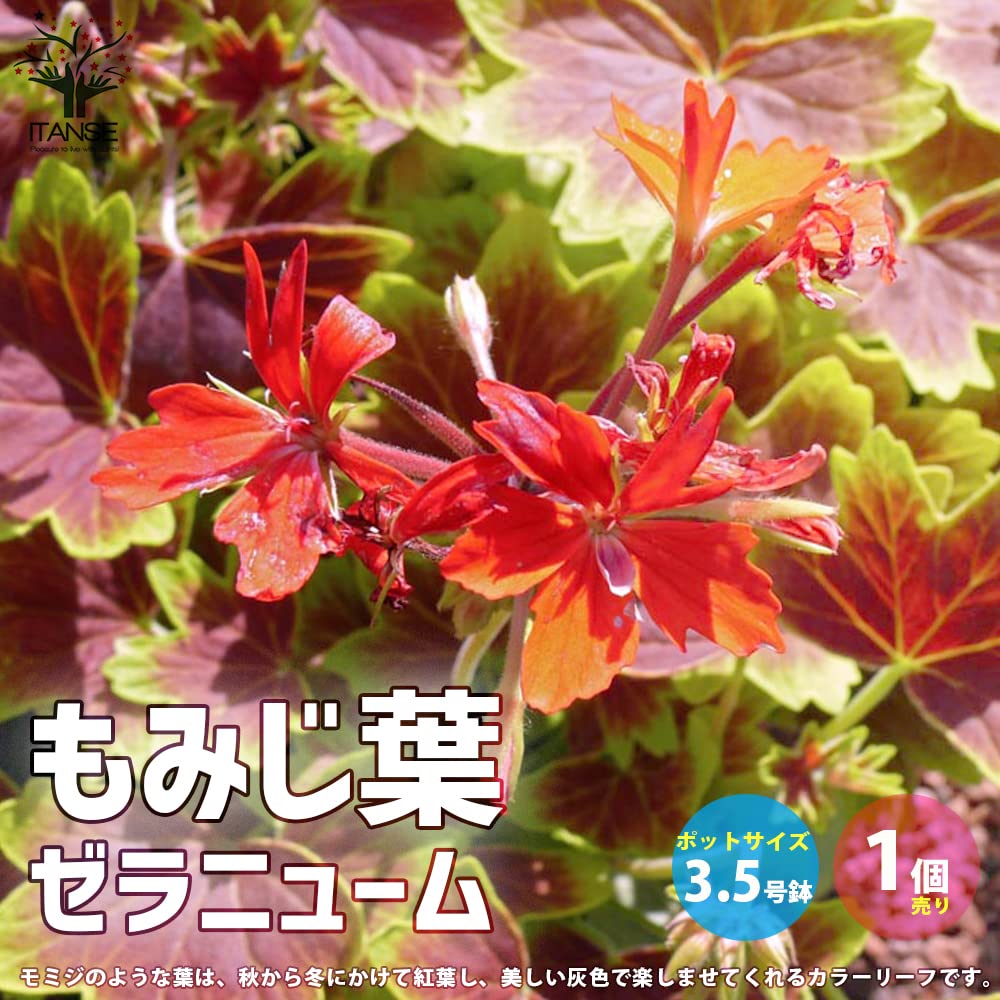 Amazon.co.jp: もみじ葉ゼラニューム3.5号ポット苗【品種で選べる花苗